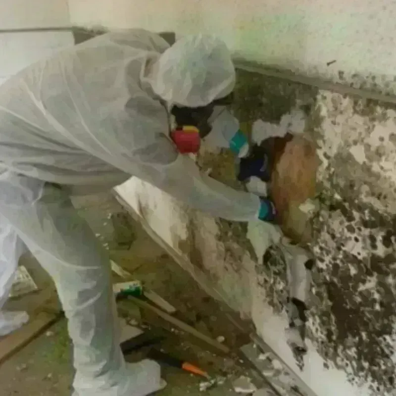 Mold Remediation and Removal in Metter, GA